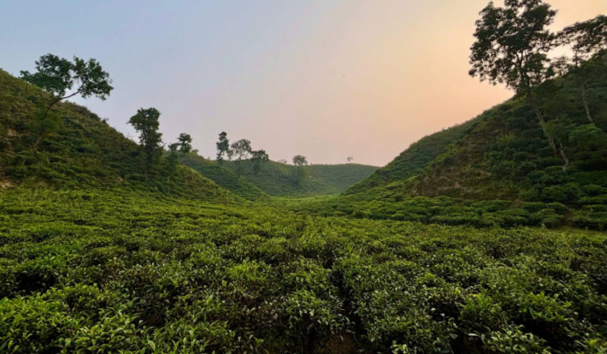 চা রপ্তানিতে শক্তিশালী প্রত্যাবর্তন: এক বছরে প্রবৃদ্ধি ৫৭ শতাংশ